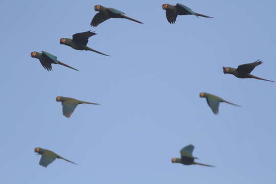 Image of Blue-winged Macaw