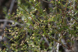 Image of graceful bedstraw