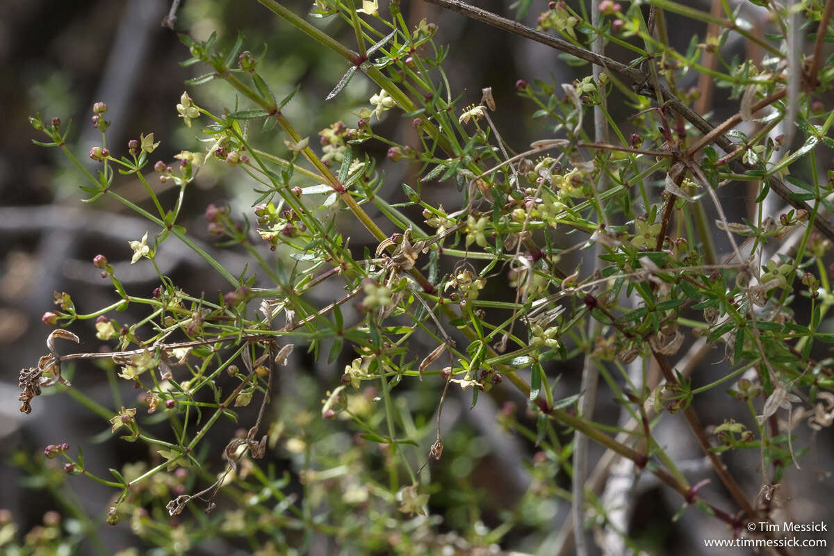 Image of graceful bedstraw