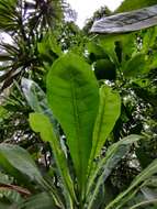 Meryta latifolia (Endl.) Seem. resmi