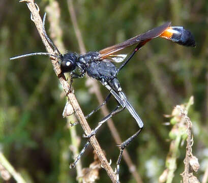 Image of Ammophila pictipennis Walsh 1869