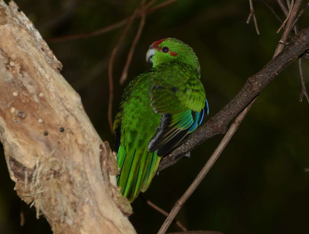 Cyanoramphus novaezelandiae chathamensis Oliver 1930 resmi