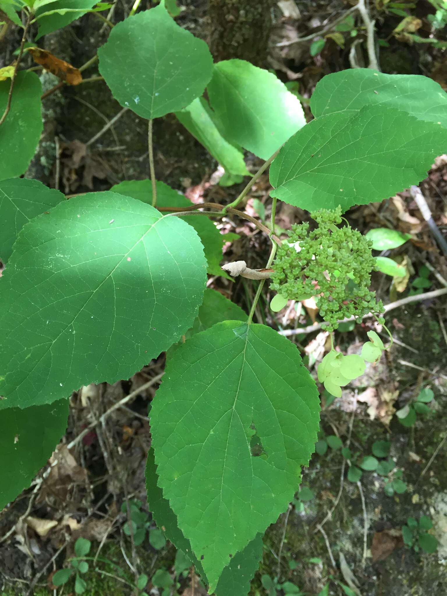 Imagem de Hydrangea cinerea Small