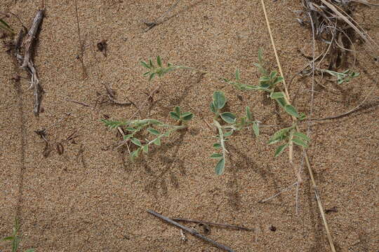 Image of <i>Corethrodendron fruticosum</i>