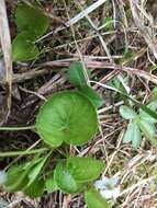 Image of white violet