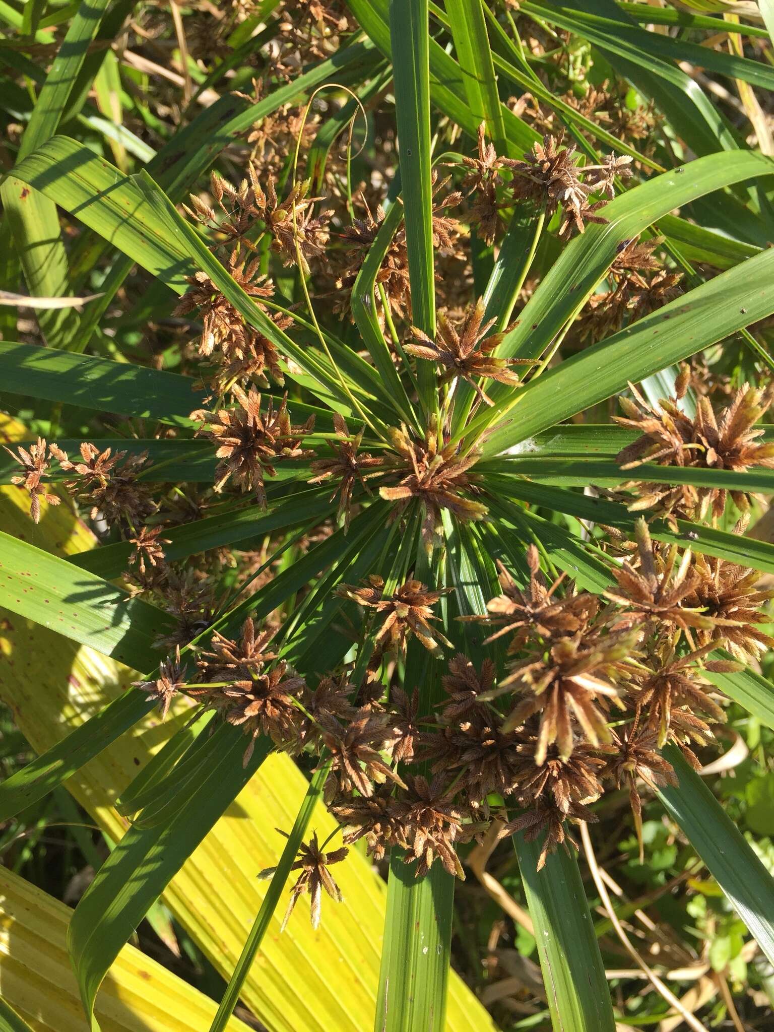 Image of Cyperus alternifolius L.