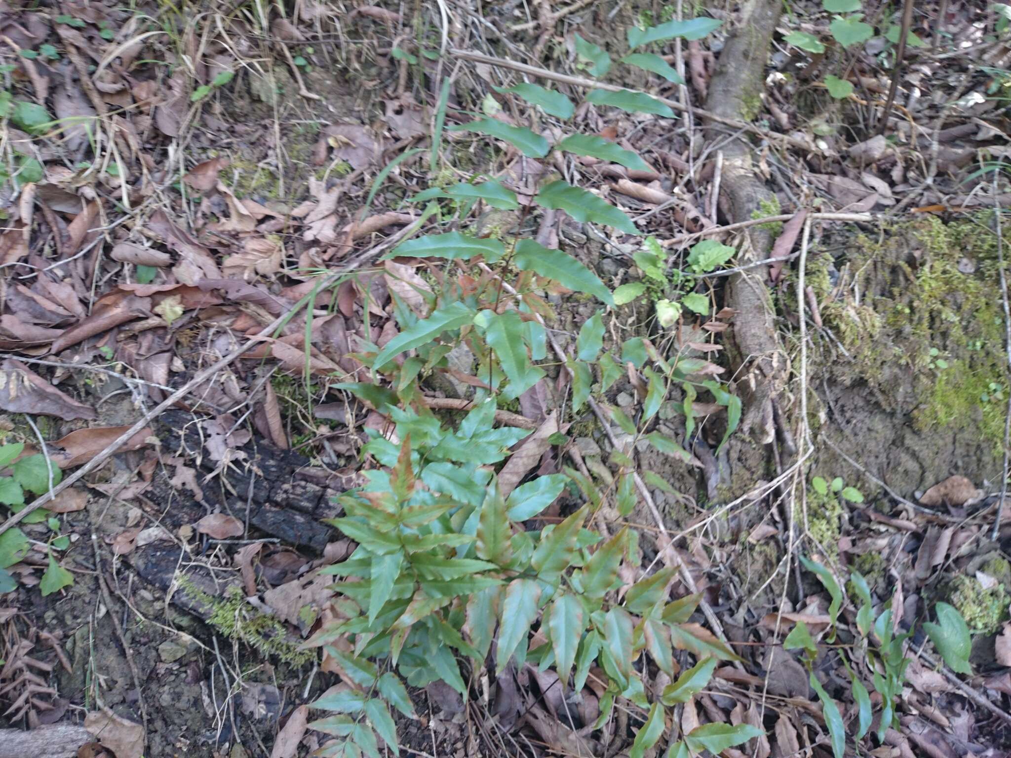 Image of Mexican fern