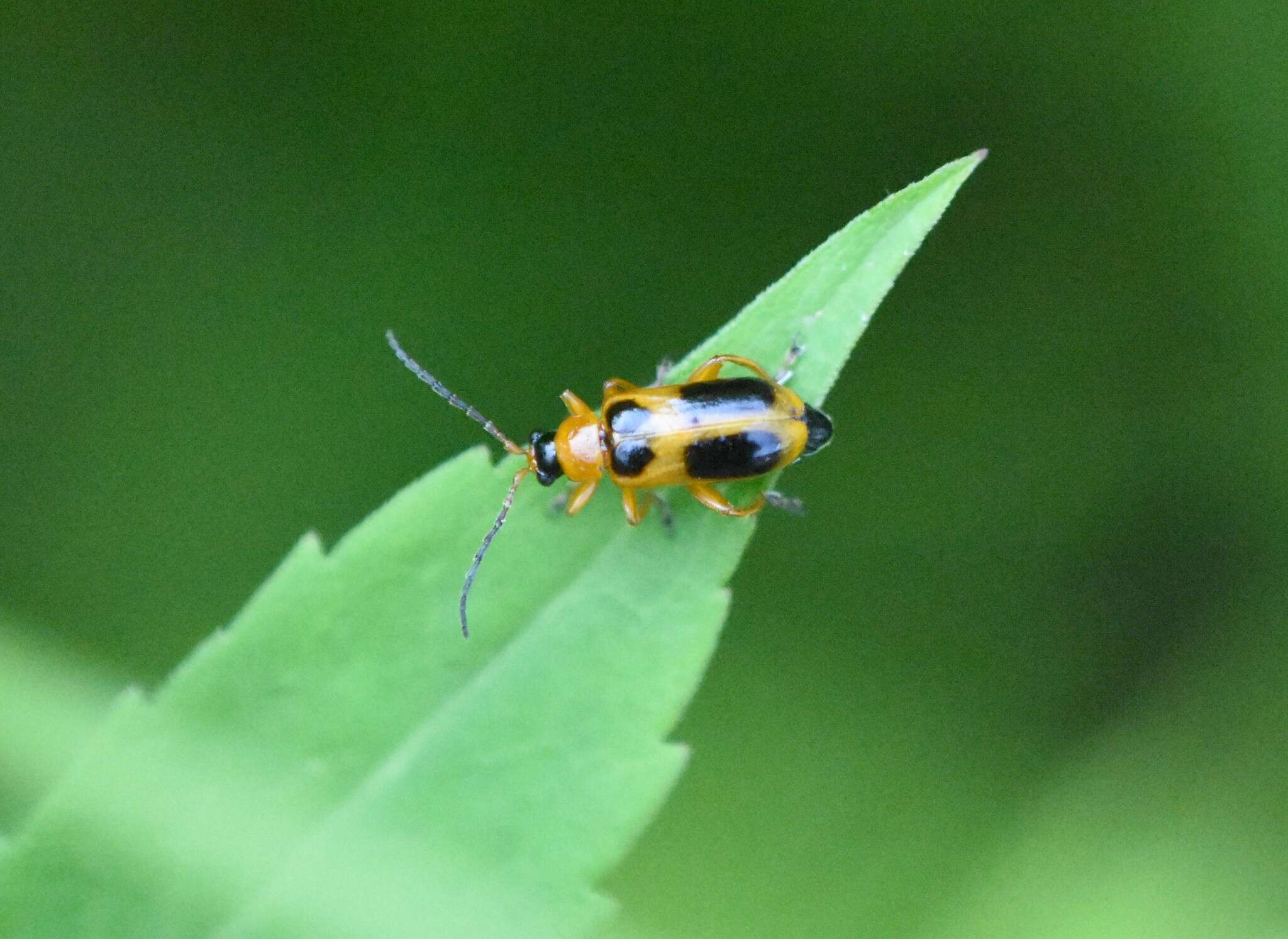 Слика од Phyllobrotica decorata (Say 1824)