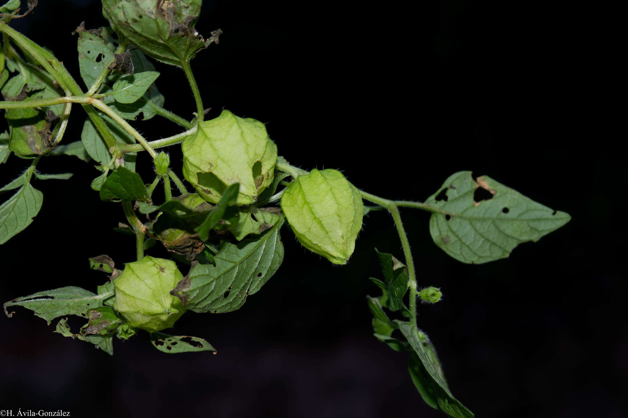 Image of Physalis ampla Waterf.