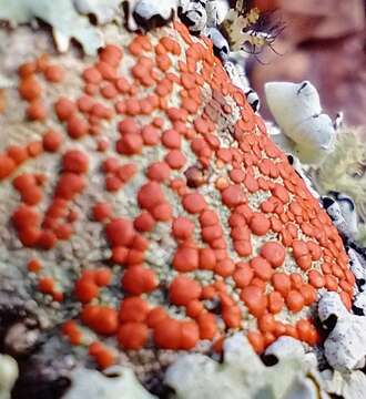 Image of Ramboldia russula (Ach.) Kalb, Lumbsch & Elix