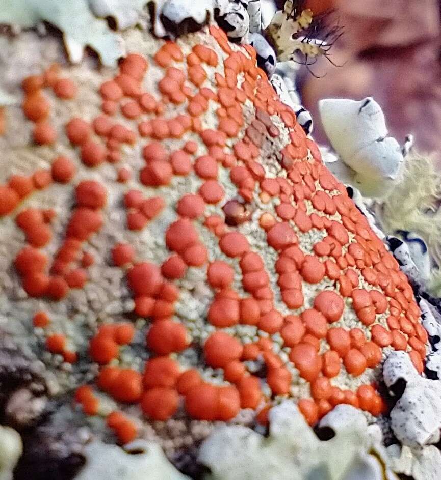 Слика од Ramboldia russula (Ach.) Kalb, Lumbsch & Elix