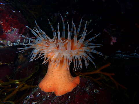 Image of cowardly anemone