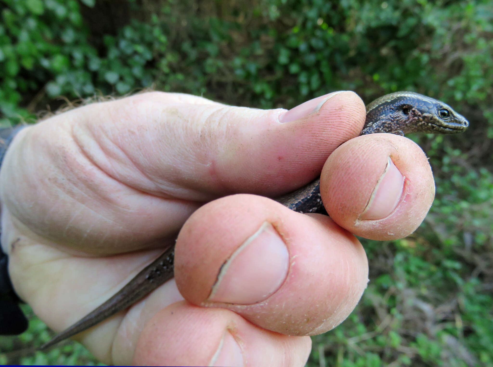 صورة Oligosoma nigriplantare (Peters 1874)