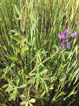 Image of hollowleaf annual lupine