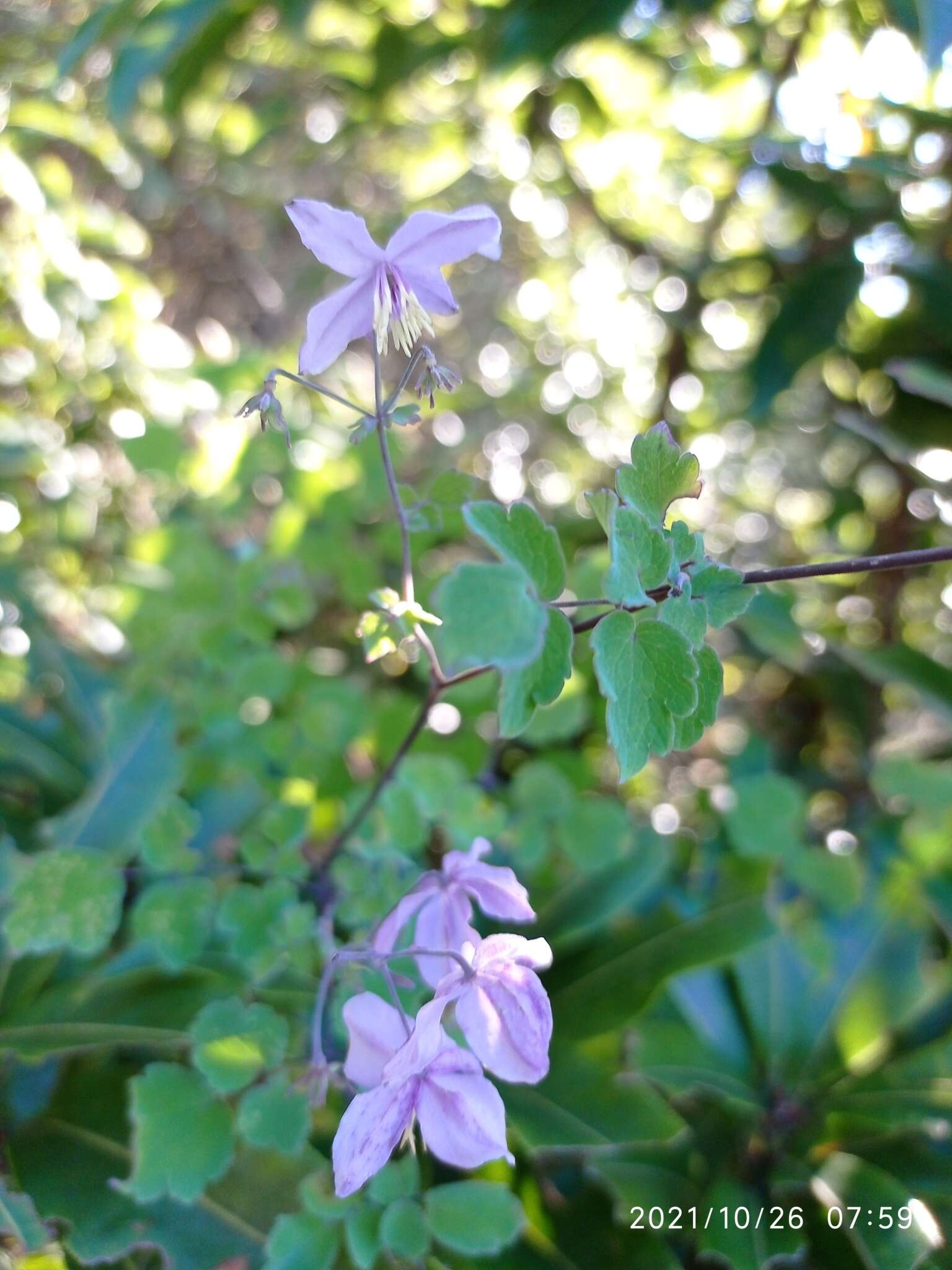 Image de Thalictrum reniforme Wall.