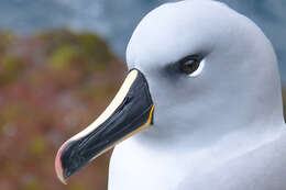 Image of Grey-headed Albatross