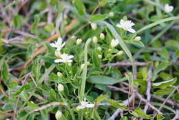 Imagem de Clematis terniflora var. garanbiensis (Hayata) M. C. Chang