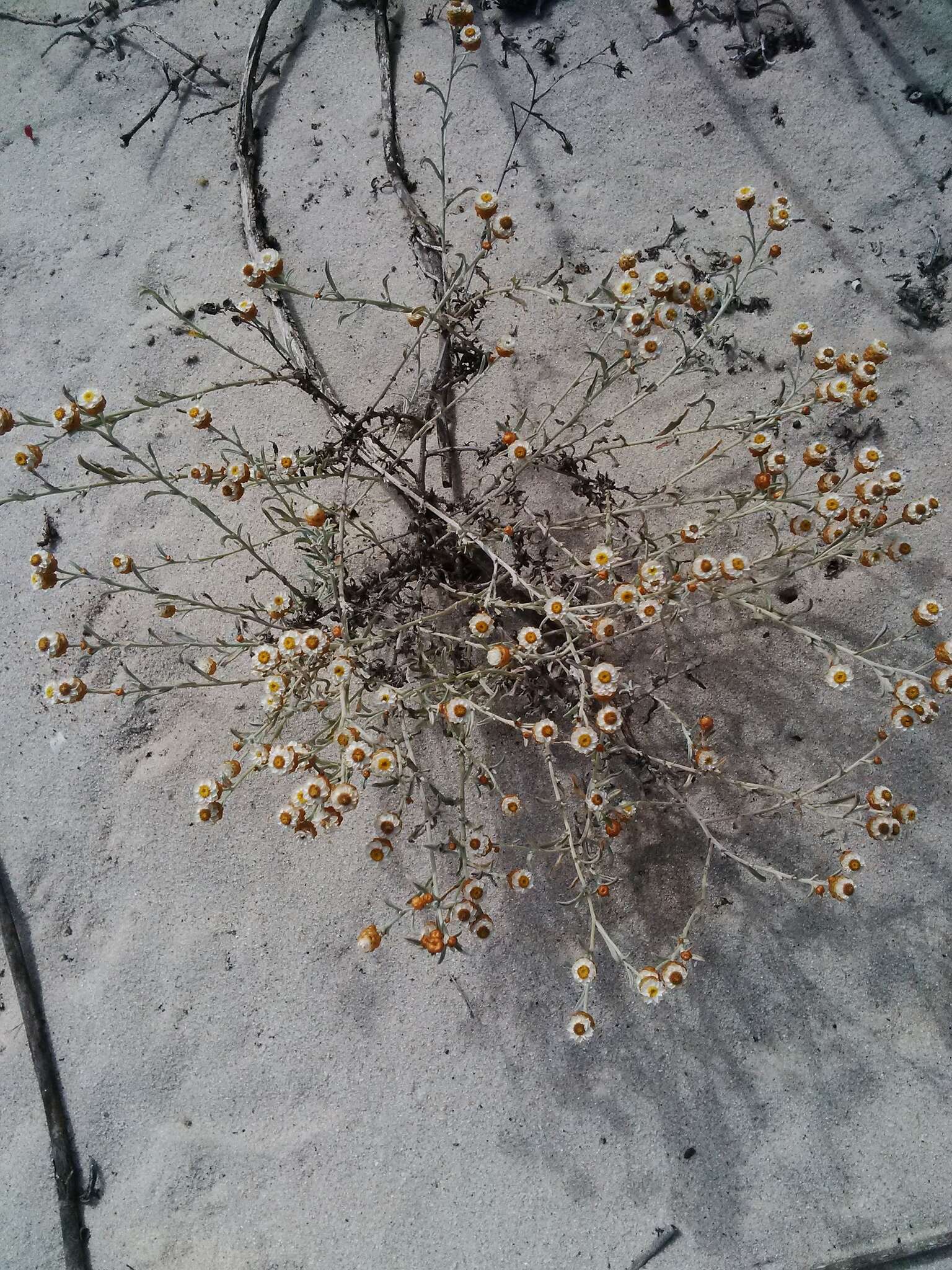 Image of Helichrysum cochleariforme DC.