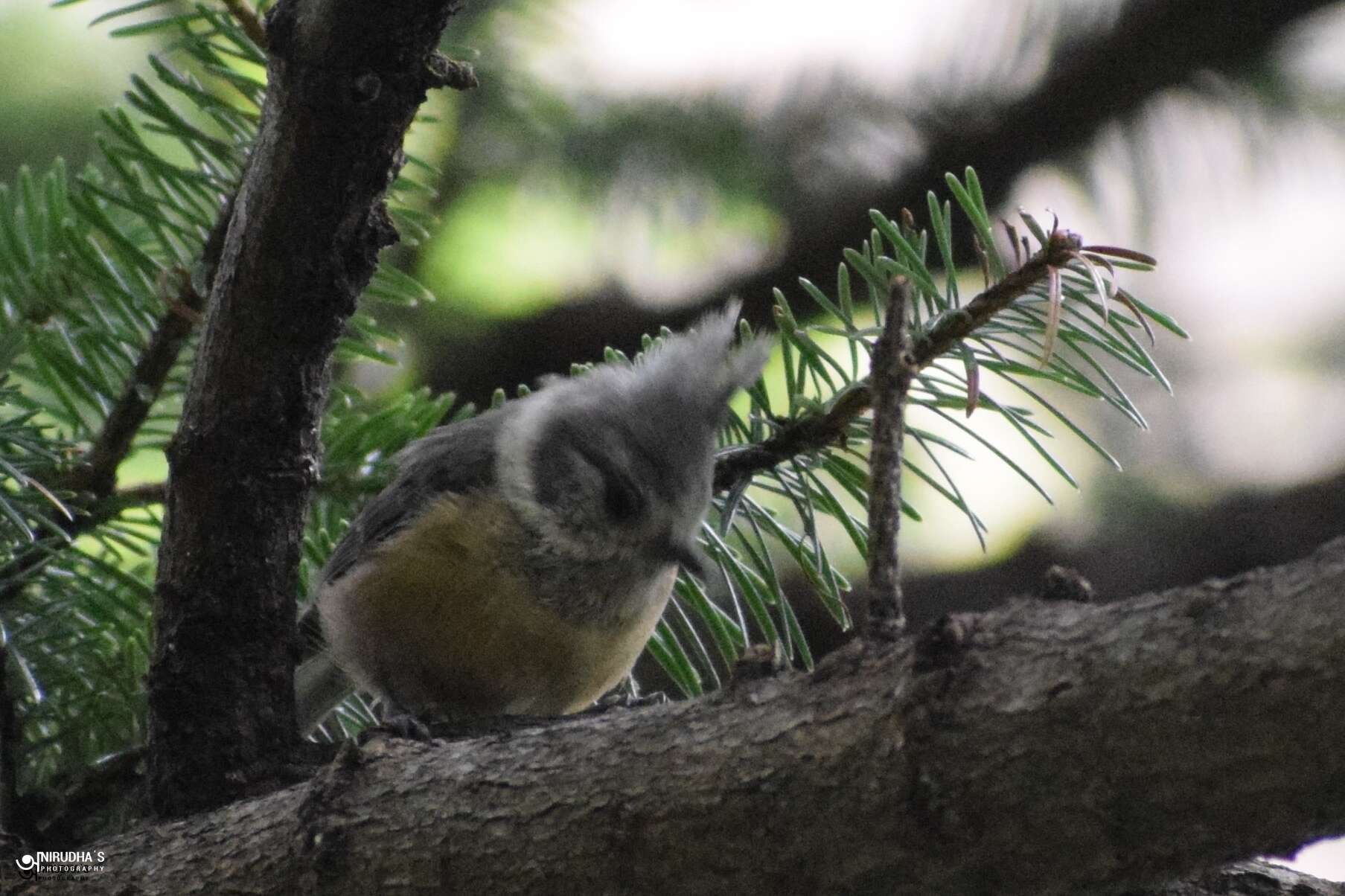 Image of Grey Crested Tit