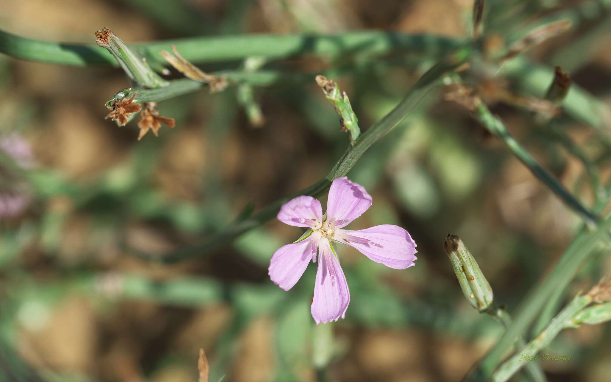 Image of rush skeletonplant