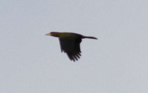 Image of Green Oropendola