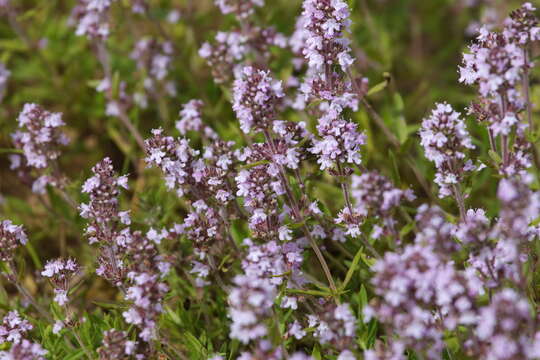 Image of Thymus pulegioides subsp. pannonicus (All.) Kerguélen