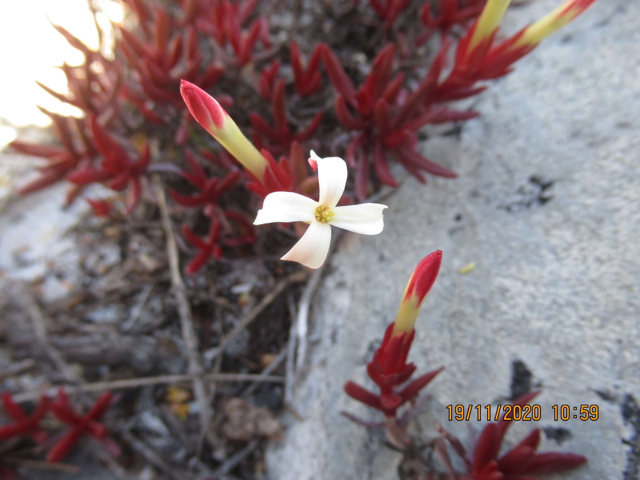 Image of Crassula obtusa Haw.