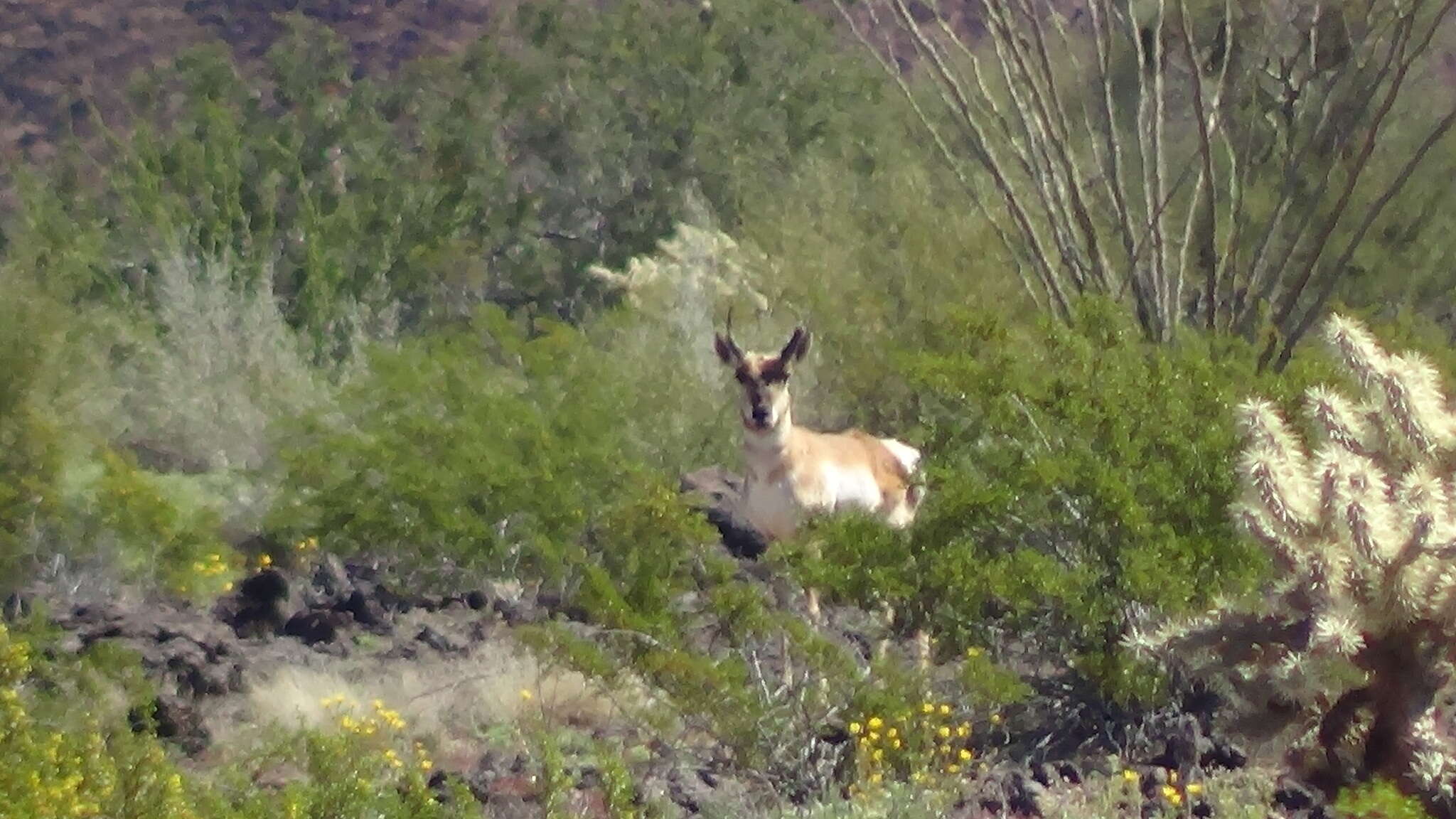 Image of sonoran pronghorn