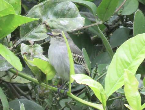 Image of Choco Tyrannulet