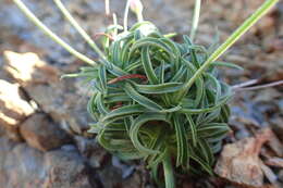 Plancia ëd Armeria ruscinonensis Girard