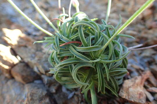 Image of Armeria ruscinonensis Girard