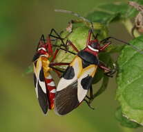 Image of Pale Red Bug