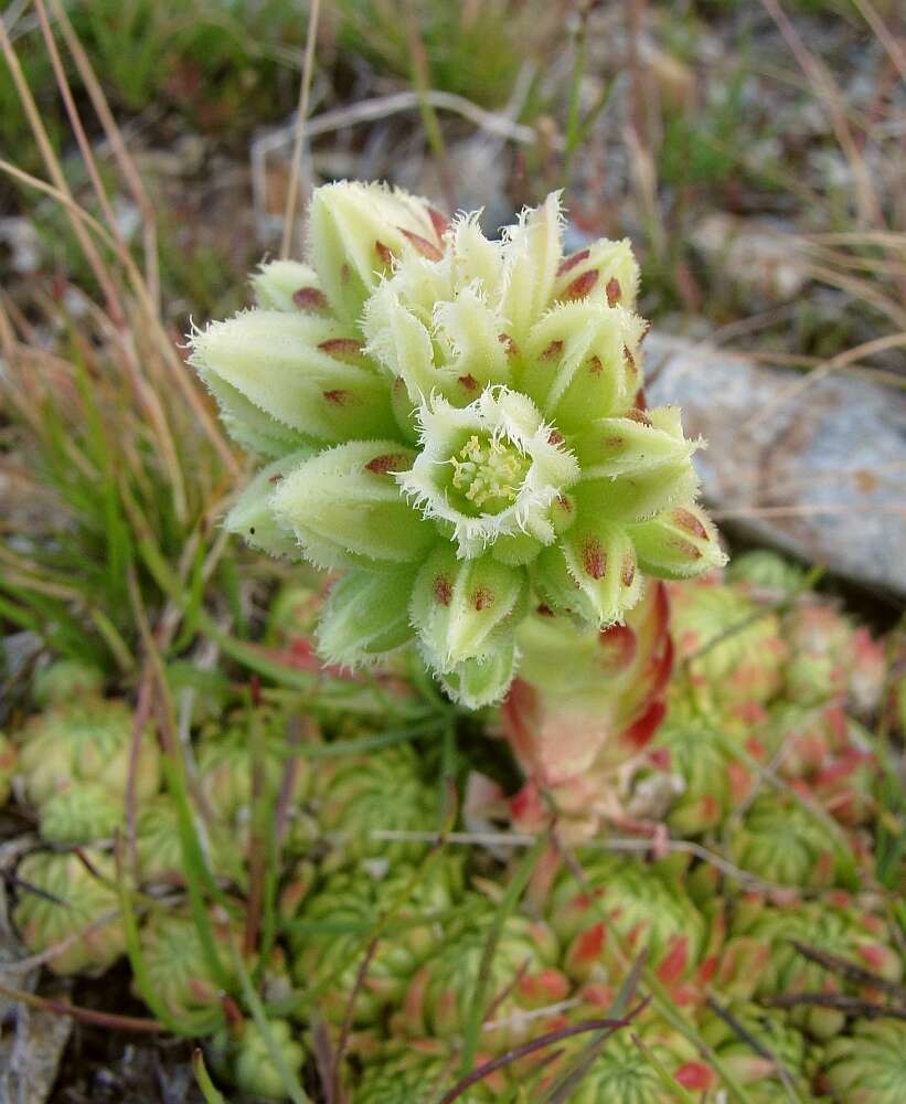 Imagem de Sempervivum globiferum subsp. allionii (Jord. & Fourr) H.