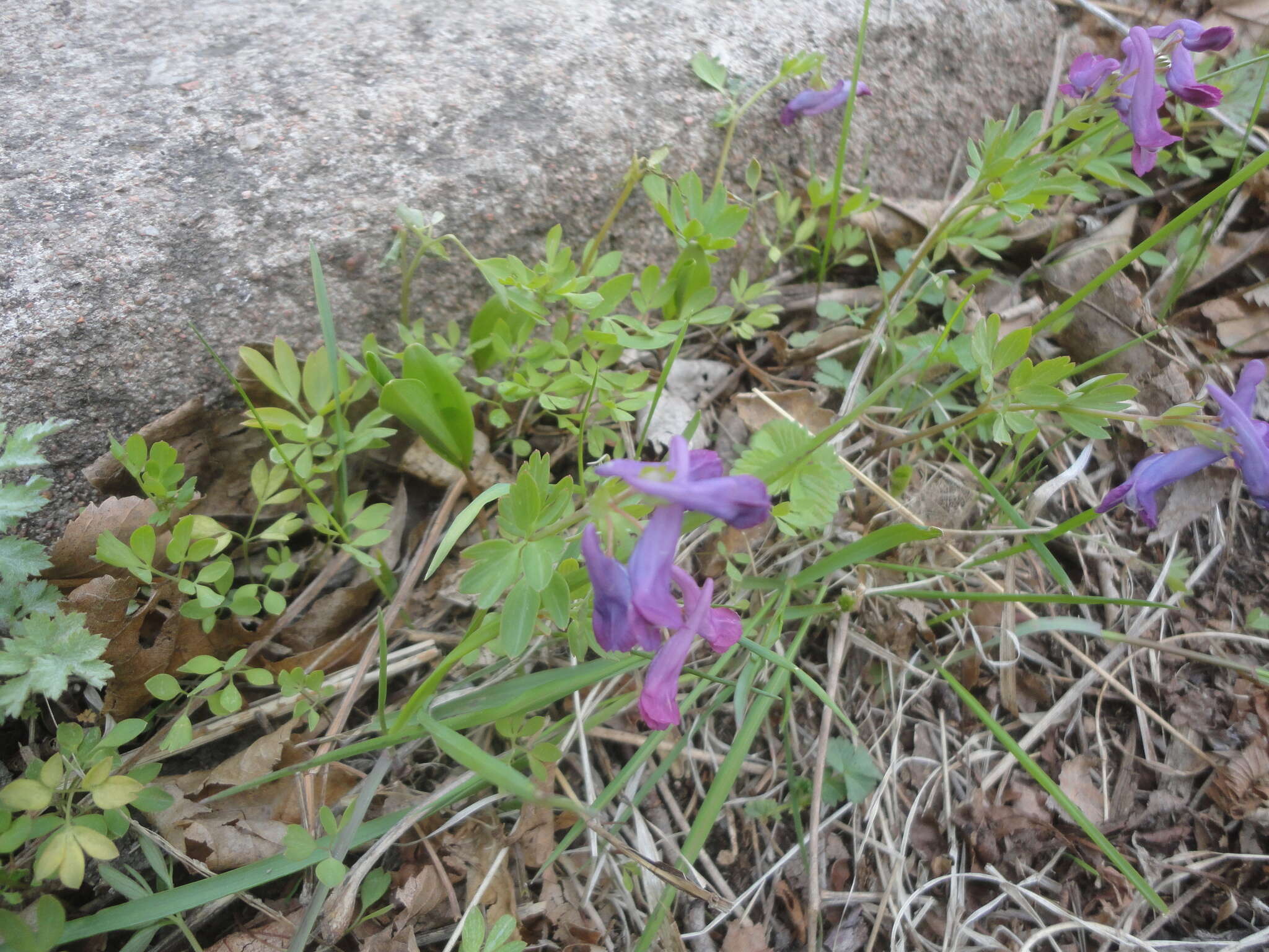 Imagem de Corydalis turtschaninovii Bess.