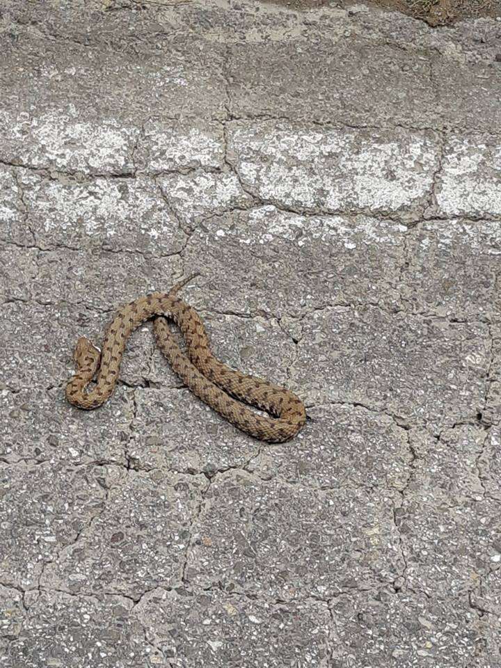 Image of Vipera aspis francisciredi Laurenti 1768