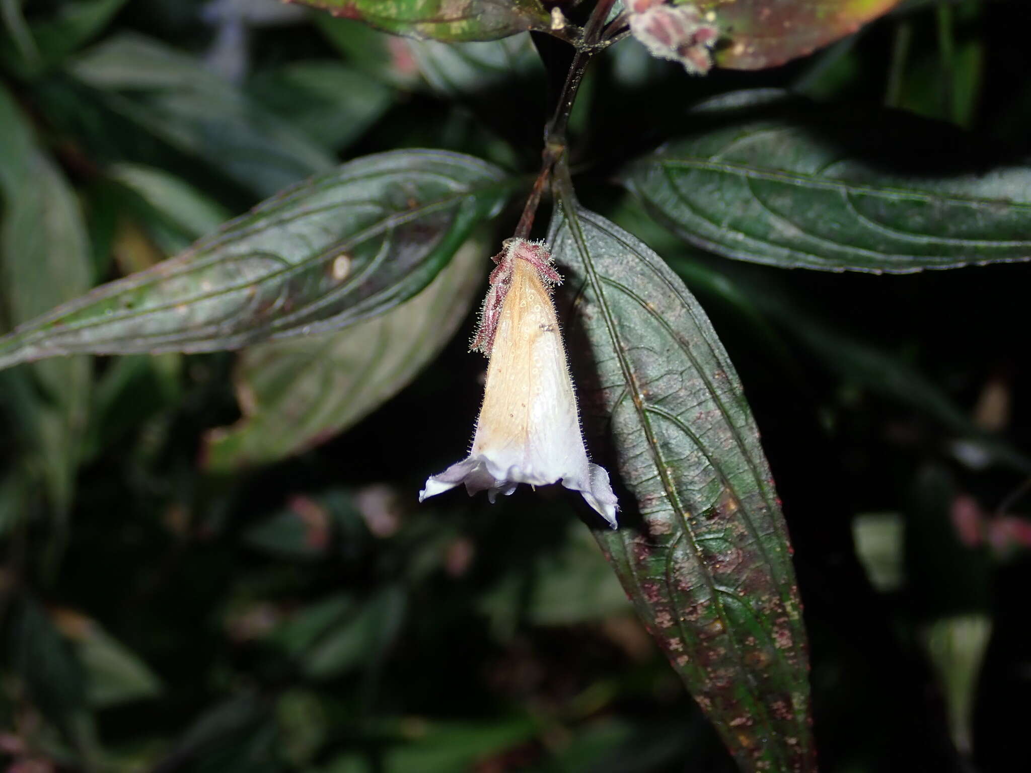 Imagem de Strobilanthes persicifolia (Lindl.) J. R. I. Wood