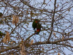 Image of Rainbow Lorikeet