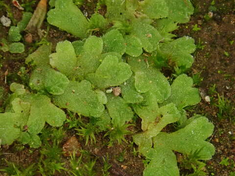 Image of Riccia crozalsii Levier