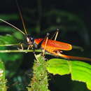 Image of Eumacroxiphus (Eumacroxiphus) diabolicus (Karny 1926)