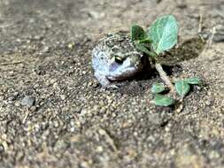 Image of Common Rain Frog