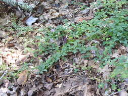 Image de Lespedeza procumbens Michx.