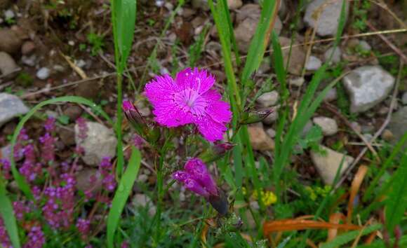 Image of Sequier's pink