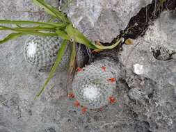 Image of Mammillaria albilanata subsp. tegelbergiana (G. E. Linds.) D. R. Hunt