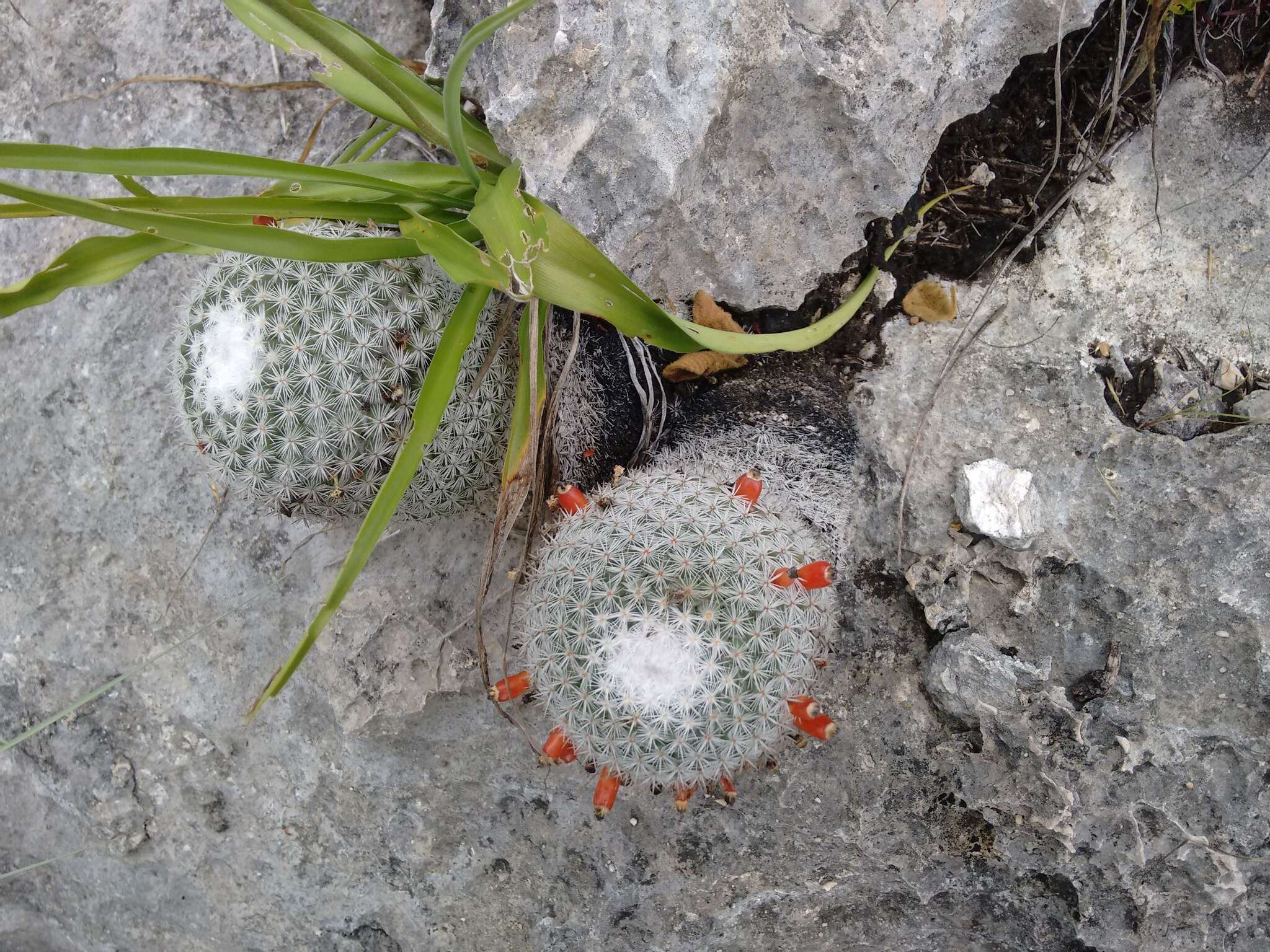 Image of Mammillaria albilanata subsp. tegelbergiana (G. E. Linds.) D. R. Hunt