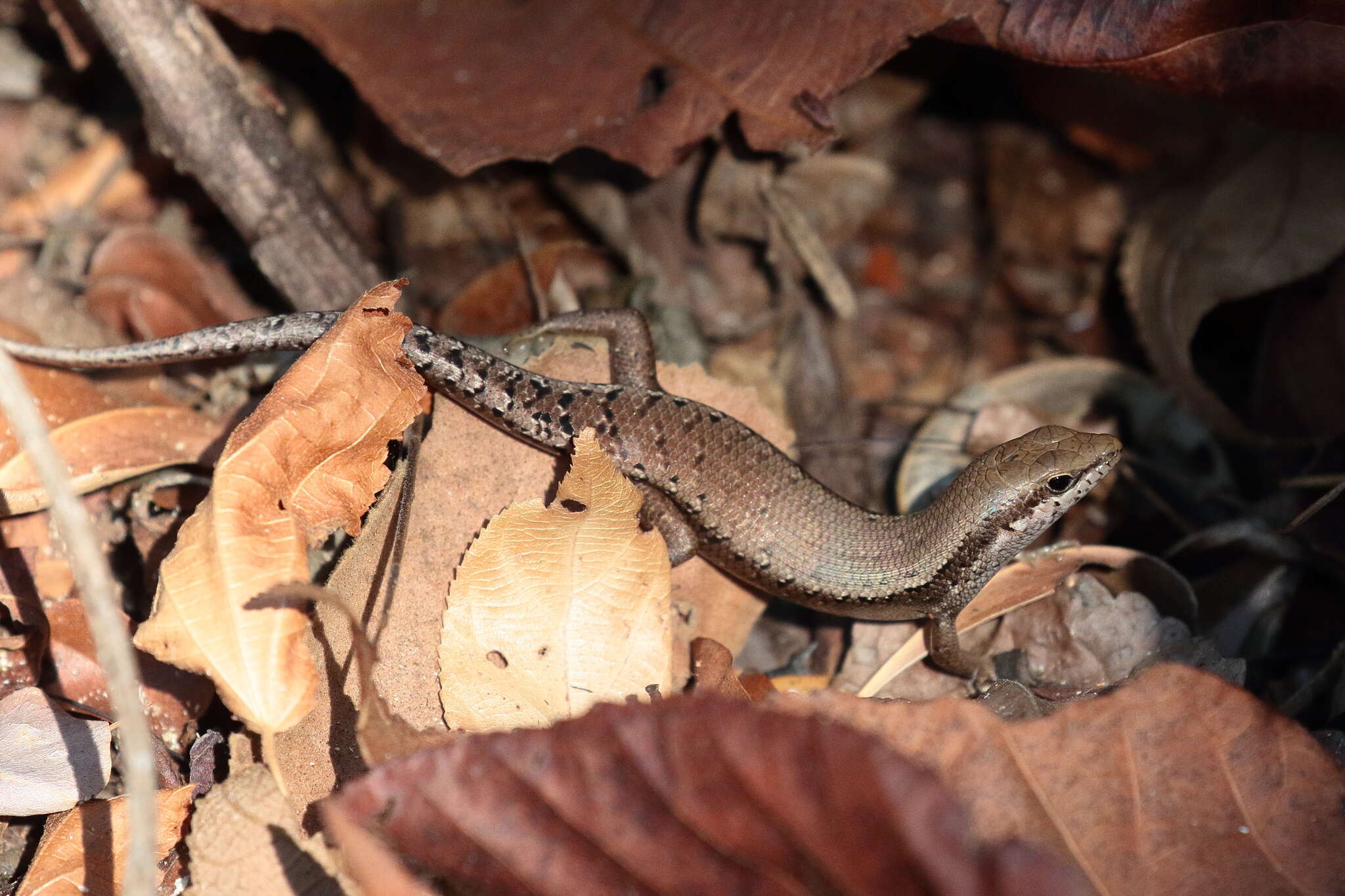 Image of Trachylepis tandrefana (Nussbaum, Raxworthy & Ramanamanjato 1999)