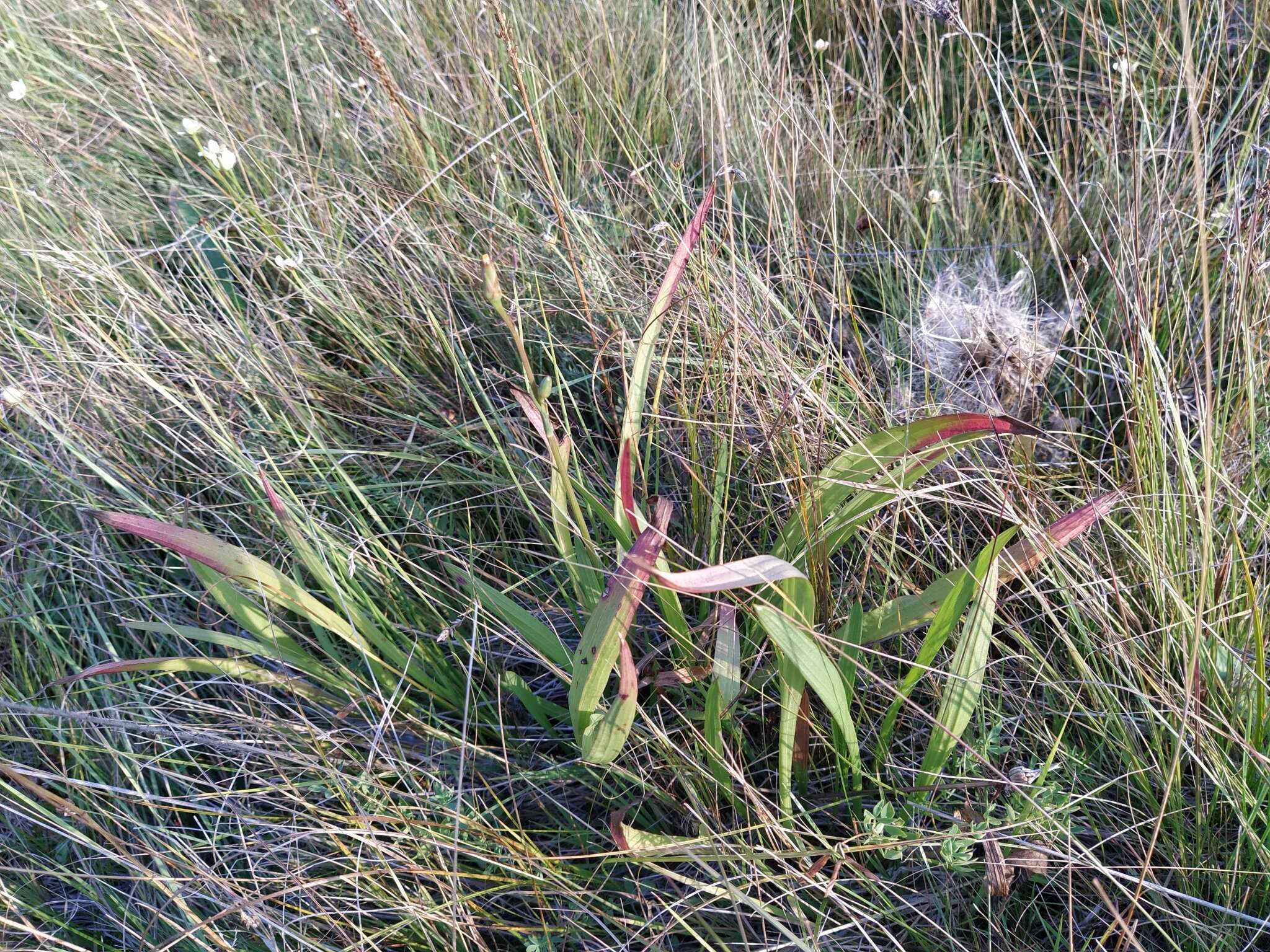 Image of Scorzonera parviflora Jacq.