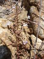 Image of Lobelia thermalis Thunb.