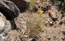 Image of goldenbowl mariposa lily