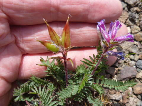 Image of Oxytropis anertii Nakai