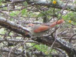 Image of Fraser's Spinetail